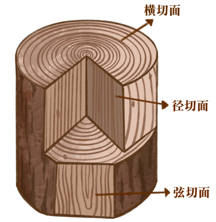 读懂木材年轮:从纹理判断板材稳定性与加工性能! 读懂木材年轮:从纹理判断板材稳定性与加工性能!