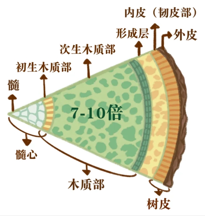 看懂树干内部构造,实木开料与干燥避坑基础知识! 看懂树干内部构造,实木开料与干燥避坑基础知识!