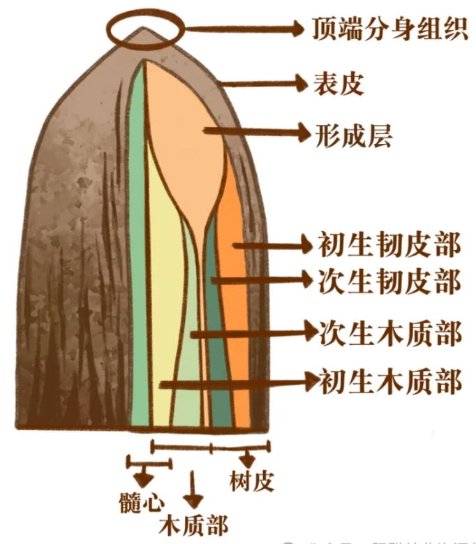 看懂树干内部构造,实木开料与干燥避坑基础知识! 看懂树干内部构造,实木开料与干燥避坑基础知识!
