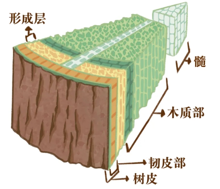 看懂树干内部构造,实木开料与干燥避坑基础知识! 看懂树干内部构造,实木开料与干燥避坑基础知识!