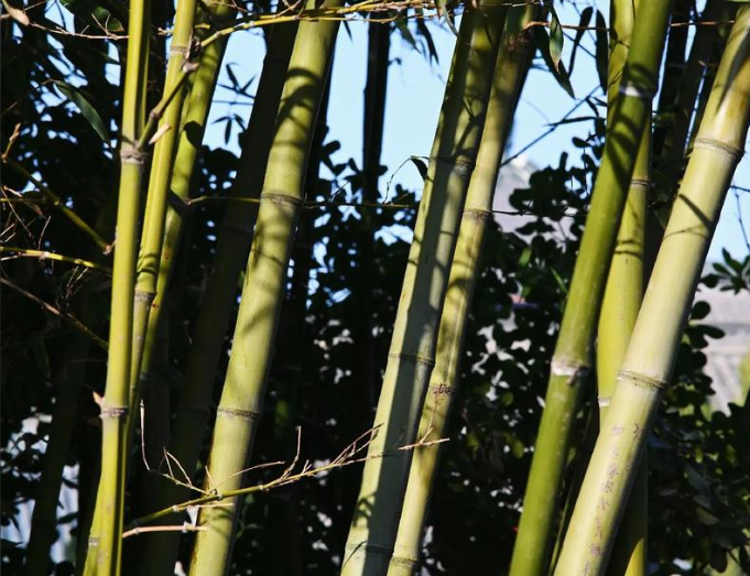 从人工到智能:竹材采运与初加工装备发展全解析 从人工到智能:竹材采运与初加工装备发展全解析