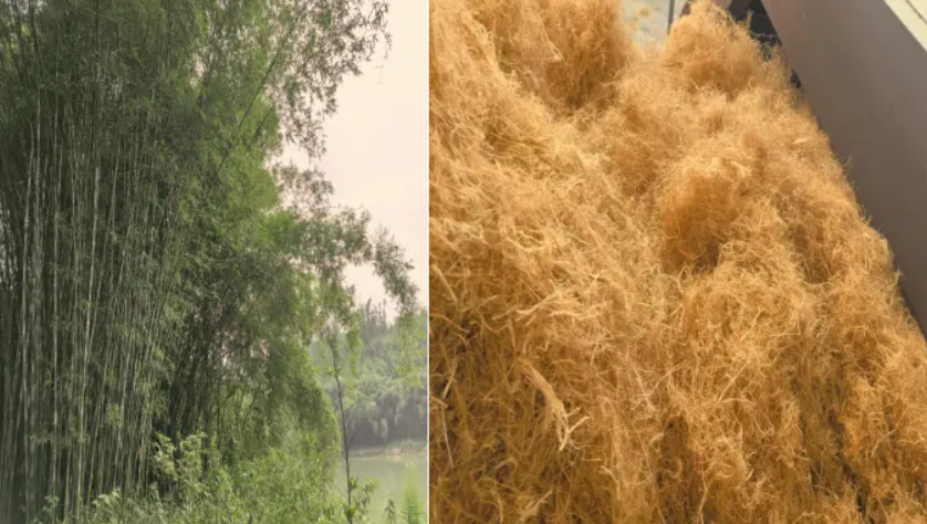 硬头黄竹全株资源化利用:竹头差异化软化实操方案! 硬头黄竹全株资源化利用:竹头差异化软化实操方案!