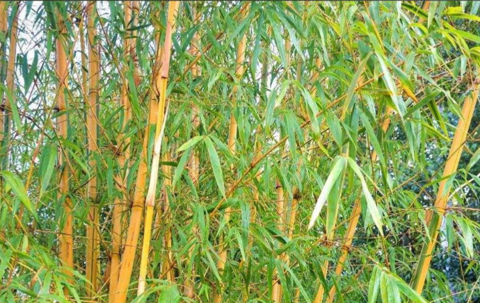 硬头黄竹全株资源化利用:竹头差异化软化实操方案! 硬头黄竹全株资源化利用:竹头差异化软化实操方案!
