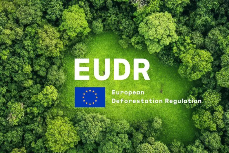 EUDR 正式落地：胶合板出口欧洲不能只拼价格！