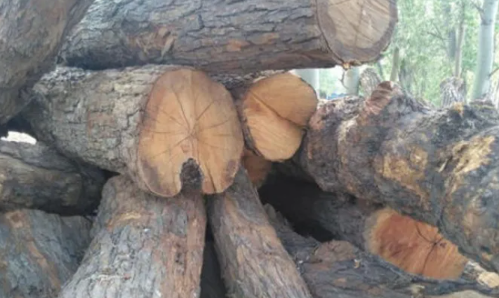 家具人必懂：硬杂木核心树种特性与选材工艺解析