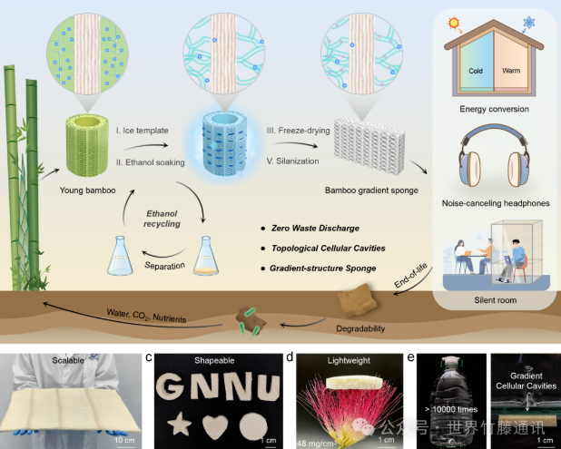 嫩竹变泡沫：梯度孔隙结构如何实现隔热吸声双效合一！