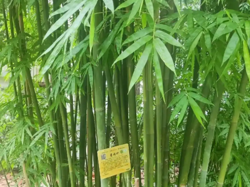 竹子 “试管婴儿” 技术突破，破解传统繁育难题赋能竹材产业